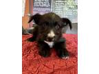 Adopt Maurice a Black Australian Cattle Dog / Mixed dog in Visalia