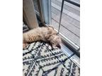 Adopt Stella a Tan or Fawn Domestic Mediumhair / Mixed cat in Buckley