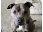 Adopt Mouse a Brindle - with White American Staffordshire Terrier / American