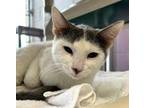 Adopt Ernie a Gray or Blue Domestic Shorthair / Domestic Shorthair / Mixed cat