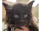 Adopt Henri a All Black Domestic Longhair / Domestic Shorthair / Mixed cat in