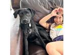Adopt Avy - Local Pup a Black Plott Hound / Pit Bull Terrier / Mixed dog in