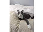 Adopt Pascal- Stratford a Gray or Blue Domestic Shorthair / Domestic Shorthair /