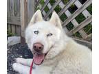 Adopt Max a White Husky / Mixed dog in Barre, VT (34739833)
