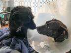 Adopt Molly Auna a Brindle Labrador Retriever / Mixed dog in Barrington