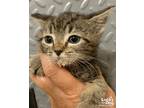 Adopt Wilma a Tan or Fawn Tabby Domestic Shorthair / Mixed (short coat) cat in