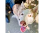 Adopt Astro a Red/Golden/Orange/Chestnut Husky / Mixed dog in Oakland