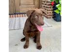 Adopt Sienna a Brown/Chocolate Labrador Retriever / Mixed Breed (Medium) / Mixed