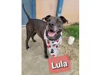 Adopt Lula a Mixed Breed (Medium) / Mixed dog in Ocala, FL (34739584)