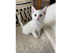 Adopt Juliet a Domestic Shorthair / Mixed (short coat) cat in Brigham