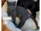 Adopt 43-Liadan - In Foster a Domestic Shorthair / Mixed (short coat) cat in