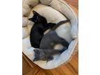 Adopt 43-Kiernan - In Foster a Domestic Shorthair / Mixed (short coat) cat in