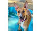 Adopt Posey A Shepherd (Unknown Type) / Cattle Dog / Mixed Dog In Chico