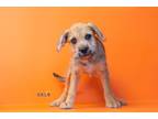 Adopt Ginger a Terrier (Unknown Type, Small) / Mixed Breed (Medium) / Mixed dog