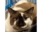 Adopt Cosmo a Brown or Chocolate Domestic Shorthair / Mixed cat in Blasdell