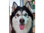 Adopt LADY - Local - sf a Black - with White Husky / Mixed dog in Langley