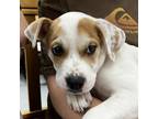 Adopt RIOT a White - with Tan, Yellow or Fawn Pit Bull Terrier / Mixed dog in
