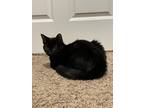 Adopt Vide a Black (Mostly) Domestic Shorthair / Mixed (short coat) cat in