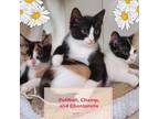 Adopt Puffball, Champ , and Chanterelle ! a Calico or Dilute Calico Domestic