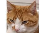 Adopt Lucky a Orange or Red Tabby Domestic Shorthair (short coat) cat in Salt