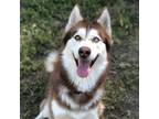 Adopt Hunter a Red/Golden/Orange/Chestnut Husky / Mixed dog in Oakland