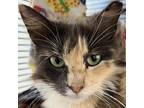 Adopt Bora Bora a Calico or Dilute Calico Domestic Longhair / Mixed cat in