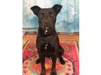 Adopt Shamus a Black Pit Bull Terrier dog in Weatherford, TX (34738985)