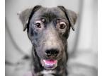 Adopt Stitch a Black Labrador Retriever / Mixed dog in Anniston, AL (34739018)