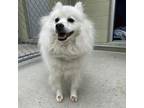 Adopt Casper A White - With Tan, Yellow Or Fawn Eskimo Dog / Mixed Dog In