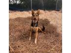 Adopt Koda A Black Mixed Breed (Large) / Mixed Dog In Ridgeland, SC (34738759)