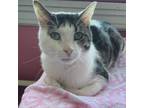 Adopt Flanigan a White Domestic Shorthair / Mixed cat in Blasdell, NY (34738745)