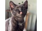 Adopt O'Toole a All Black Domestic Shorthair / Mixed cat in Blasdell