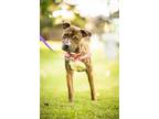 Adopt Bully a Brindle American Pit Bull Terrier / Mixed dog in Honolulu