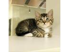 Adopt Peach A Gray Or Blue American Shorthair / Mixed Cat In League City