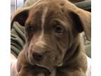 Adopt Aria a Labrador Retriever / Mixed dog in Birmingham, AL (34738490)