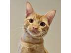 Adopt Biscuit a Domestic Shorthair / Mixed cat in Sherwood, OR (34738439)