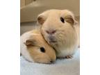 Adopt Cassie & Cora A Guinea Pig Small Animal In Novato, CA (34738434)