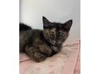 Adopt Scrabble a Domestic Shorthair / Mixed cat in Novato, CA (34738433)