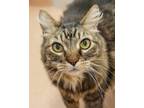 Adopt Achu a Domestic Mediumhair / Mixed cat in Novato, CA (34738430)