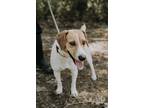 Adopt Pebbles Tipton + a White - with Brown or Chocolate Beagle / Jack Russell