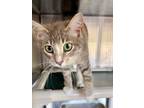 Adopt Cyprus a Gray or Blue Domestic Shorthair / Domestic Shorthair / Mixed cat