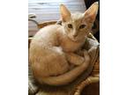 Adopt Wilcox a Cream or Ivory Domestic Mediumhair / Mixed cat in Youngtown