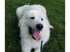 Adopt Liliana a White Great Pyrenees / Mixed dog in Thomasville, NC (34738089)