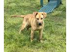 Adopt Burt a Tan/Yellow/Fawn Shepherd (Unknown Type) / Labrador Retriever /