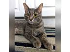 Adopt Baby a Gray, Blue or Silver Tabby Domestic Shorthair (short coat) cat in