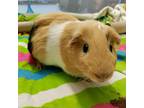 Adopt Hippie a Guinea Pig small animal in Providence, RI (34737491)