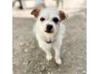 Adopt Skittles a White - with Tan, Yellow or Fawn Mixed Breed (Small) / Mixed