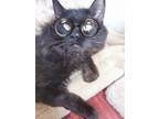 Adopt Orion a Domestic Mediumhair / Mixed cat in Salmon Arm, BC (34736301)