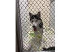 Adopt Vixen A Black Husky / Mixed Dog In Cheyenne, WY (34737536)