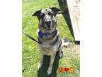 Adopt AXEL a Black - with White German Shepherd Dog / Mixed dog in Aliquippa